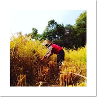 harvesting rice on the fields Posters and Art